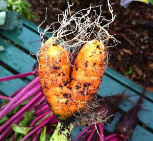 hairy heart (carrot)