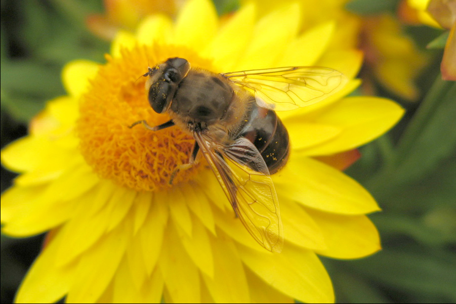 bee-on-the-flower-1393579-900x600