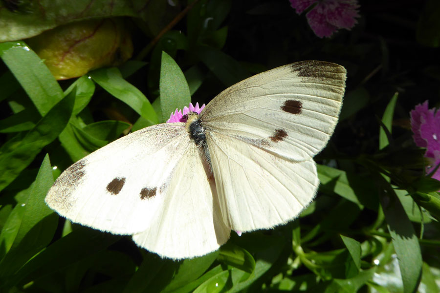 How to handle Australia's 'plague' of cabbage-chomping butterflies, Australia news