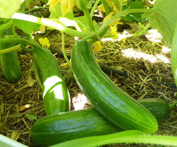 cucumbers