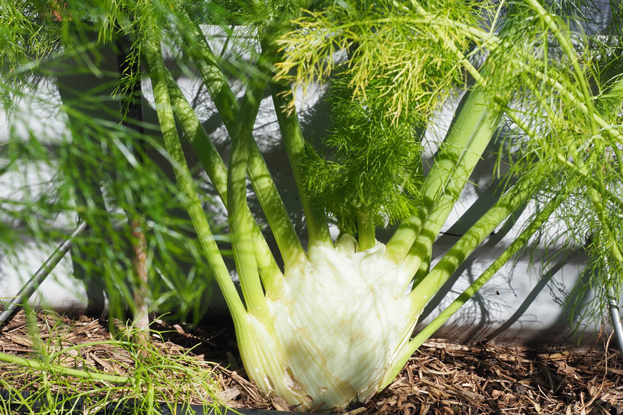 fennel