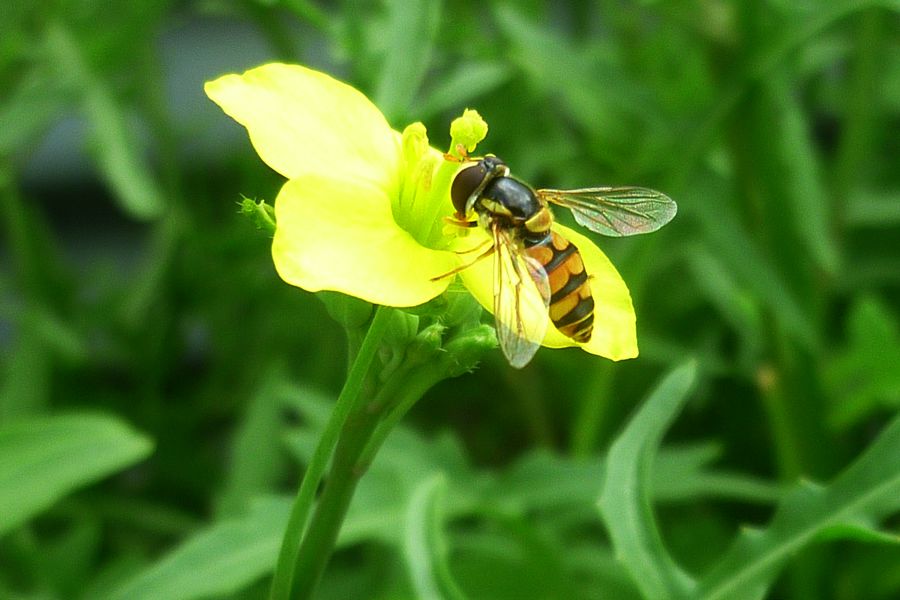 hoverfly