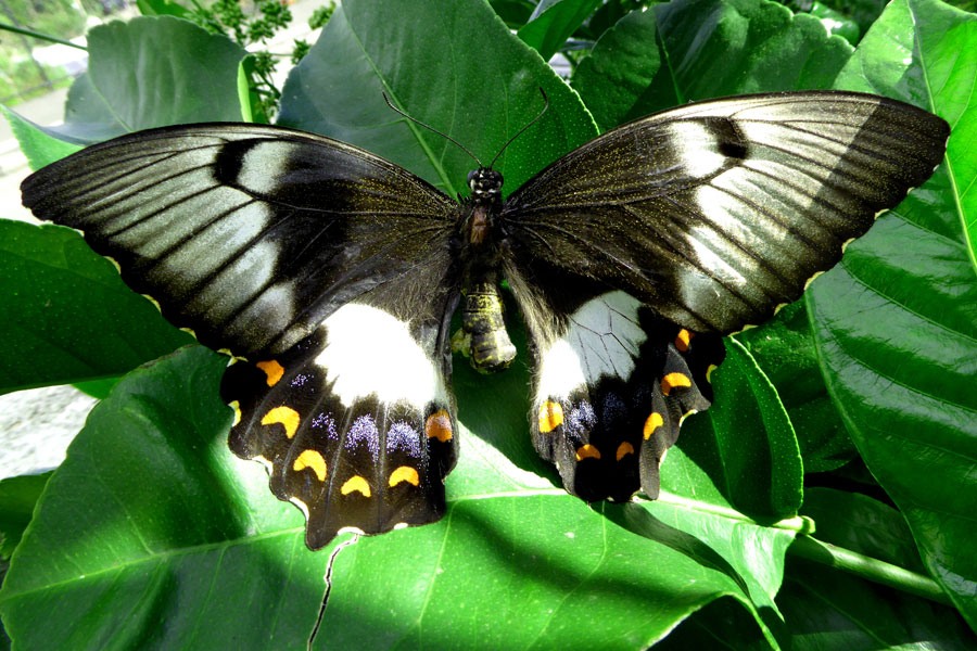 orchard-swallowtail_web