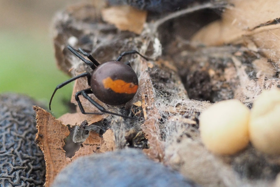 redback-spider-web