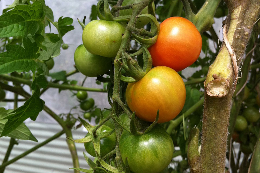 tomatoes_web