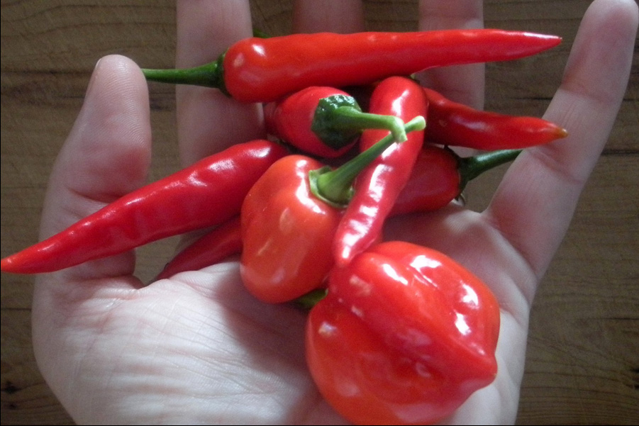 chillies