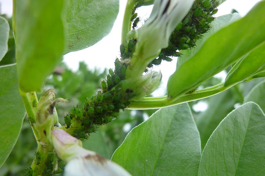 aphids