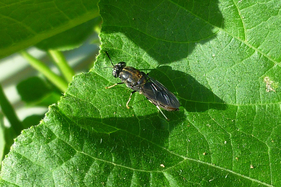 black-soldier-fly_web