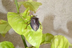 citrus-stink-bug_web