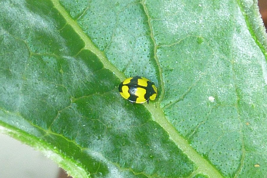 fungus-eating-ladybird_web