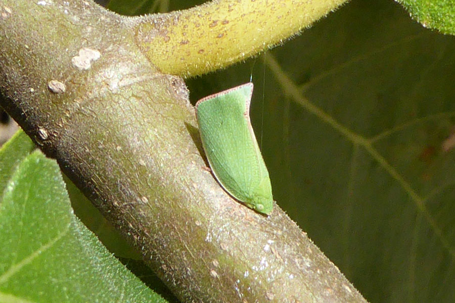 green-plant-hopper_web