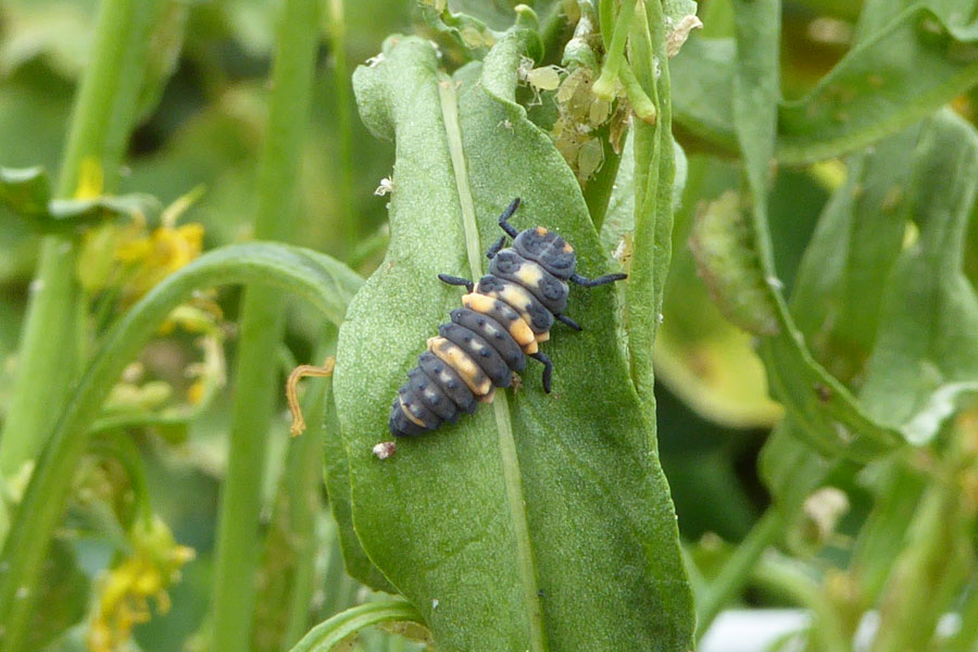 ladybird-larvae_web