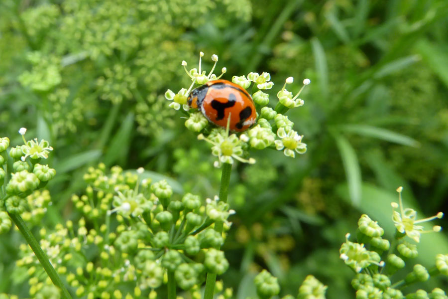 transverse-ladybird_web