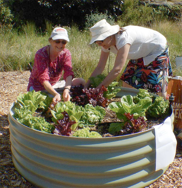 lettuce-gardening