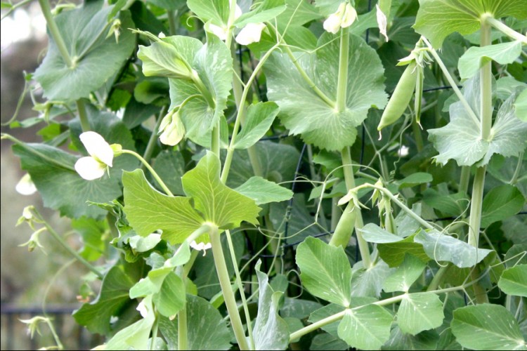 Snow and Snap Peas – Mort Bay Community Garden